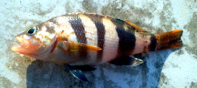 Serranus hepatus_06.jpg